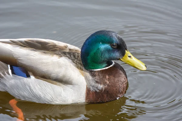 Anatra al bordo dell'acqua — Foto Stock