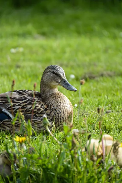 Canard avec des canetons mignons au bord de l'eau — Photo