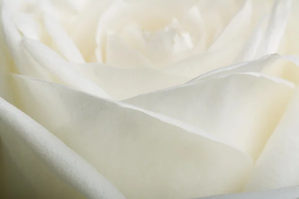 白色的玫瑰花瓣特写 — 图库照片