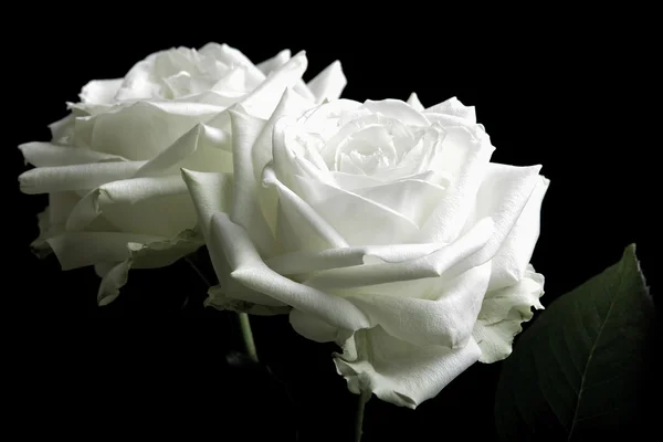 Dua mawar putih dengan latar belakang hitam — Stok Foto