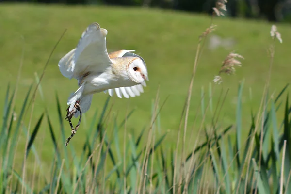 Snowowl latający — Zdjęcie stockowe