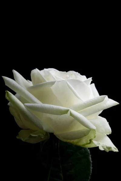 Siyah arkaplanda beyaz gül