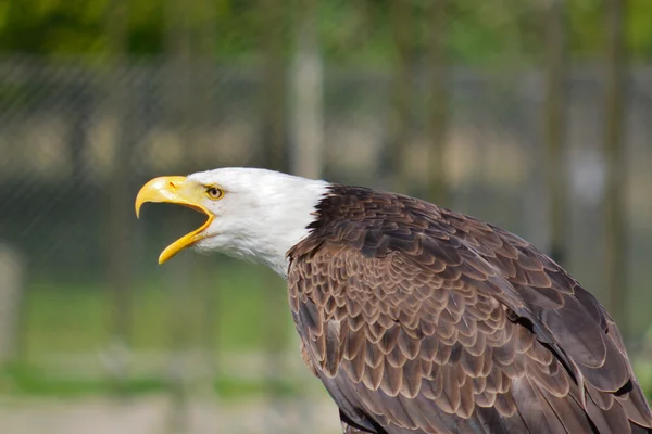 Testa d'aquila — Foto Stock