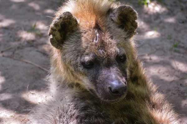 Hyena ležící na zemi — Stock fotografie