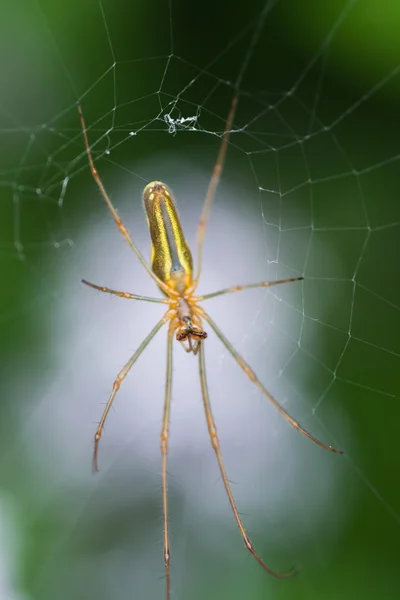 Павук в веб- — стокове фото