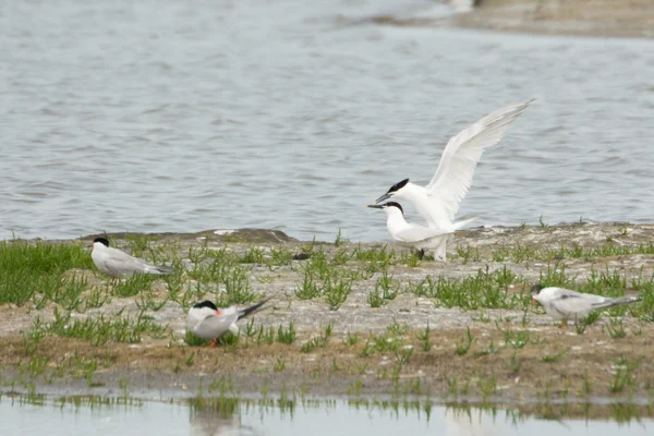 Seeschwalben hofieren und füttern — Stockfoto