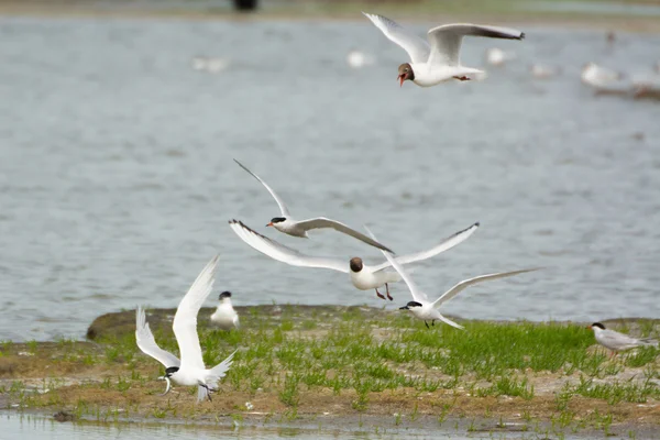 Gaivota tern corte e alimentação — Fotografia de Stock