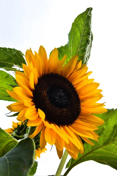 Closeup of sunflower — Stock Photo, Image