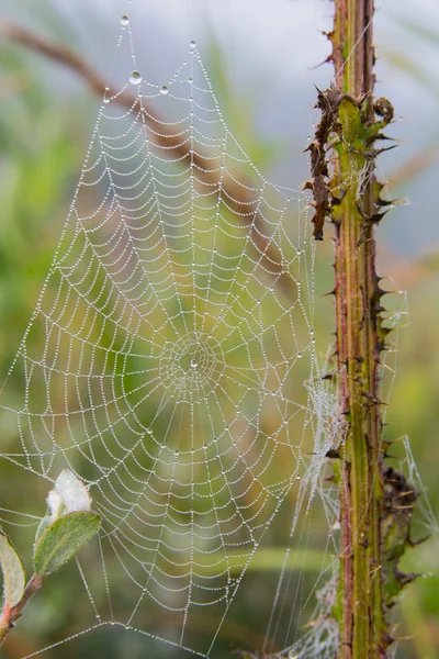 Spiderweb with dew in the morning — Stock Photo, Image