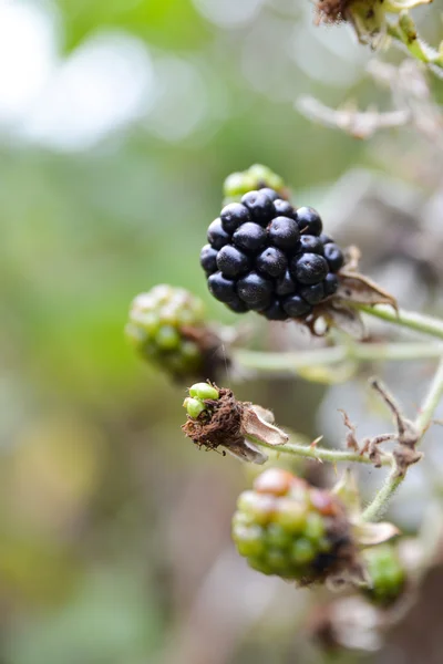 Blackberry sur un buisson — Photo