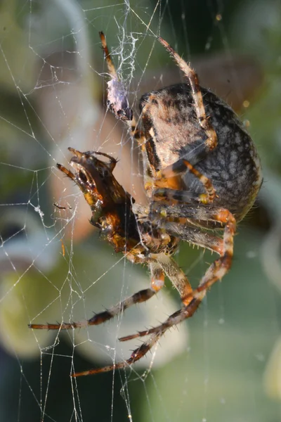 Spindel äter en fluga fångats i web — Stockfoto