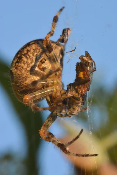 Araña comiendo una mosca atrapada en la web —  Fotos de Stock