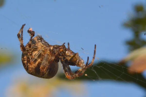 Araña comiendo una mosca atrapada en la web —  Fotos de Stock