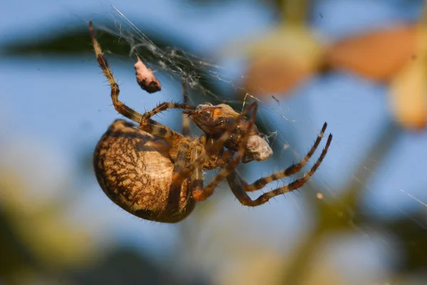 Spindel äter en fluga fångats i web — Stockfoto