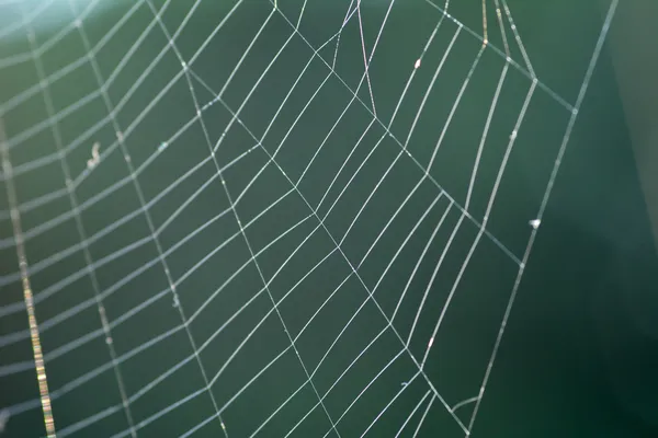 Spiderweb with dew in the morning — Stock Photo, Image