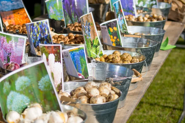 Satılık birçok çiçek soğanı