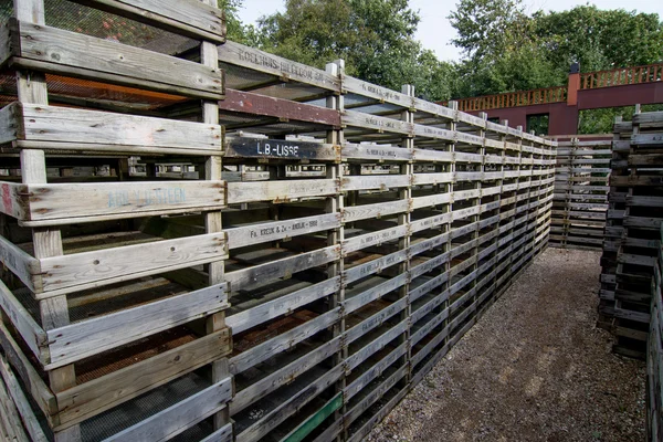 Pile de caisses utilisées pour les bulbes de fleurs — Photo