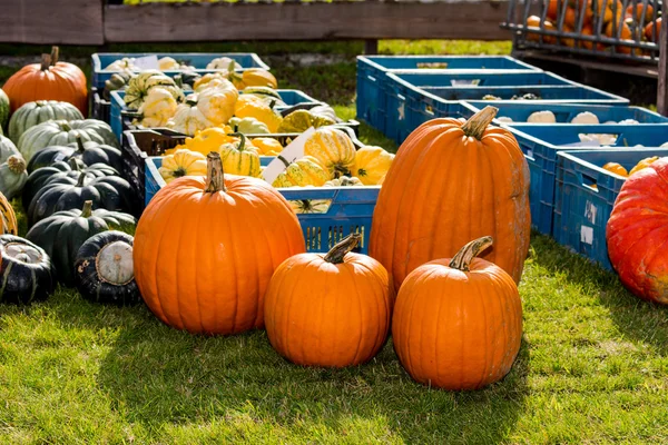 kabaklar çeşitler çim sahada Satılık