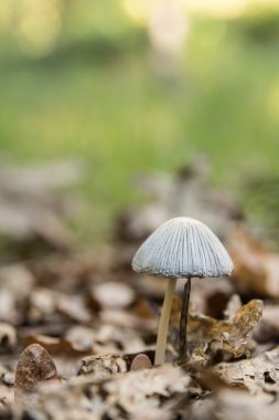 sonbaharda ormanda mantar