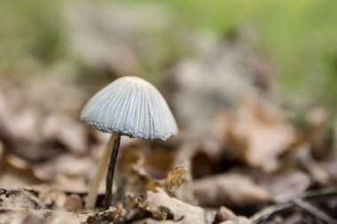 sonbaharda ormanda mantar