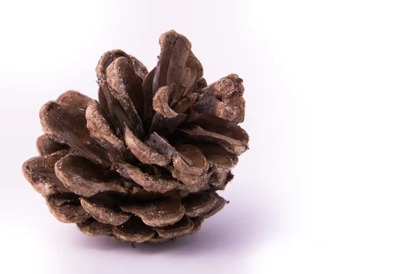 Close up of pine cone on isolated white Stock Image