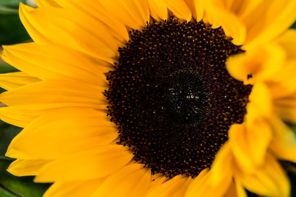 Closeup of sunflower — Stock Photo, Image