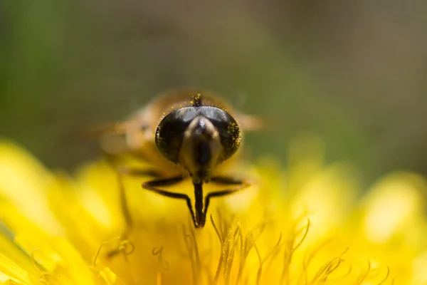 Желтый одуванчик с поеданием пчел — стоковое фото