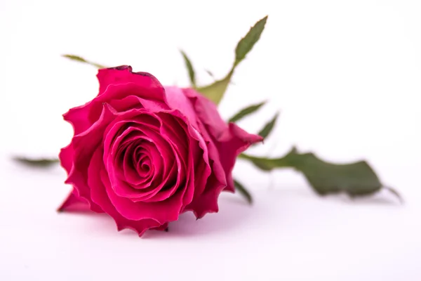 Nahaufnahme von roter Rose auf isoliertem Weiß — Stockfoto