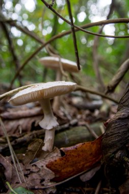 sonbaharda ormanda mantar