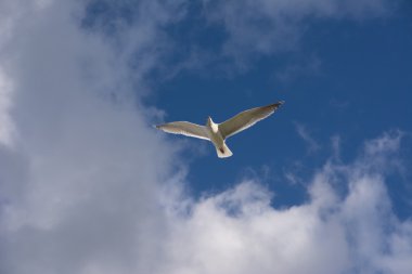 Mavi gökyüzünde uçan martılar