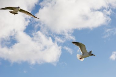 Mavi gökyüzünde uçan martılar