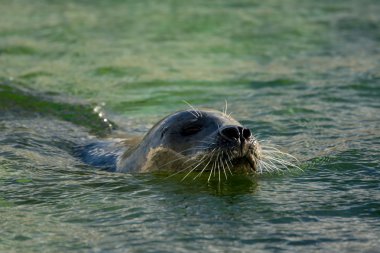 liman seal suya yakın çekim