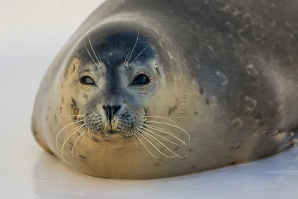 Close up of harbour seal in the water — Stock Photo, Image