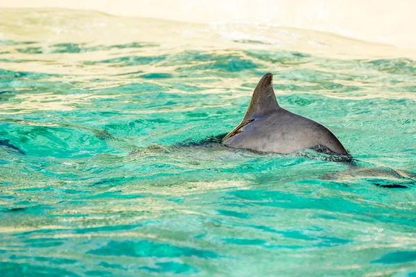 Harbour porpoise bir hayvanat bahçesi