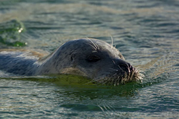 Liman seal suya yakın çekim — Stok fotoğraf