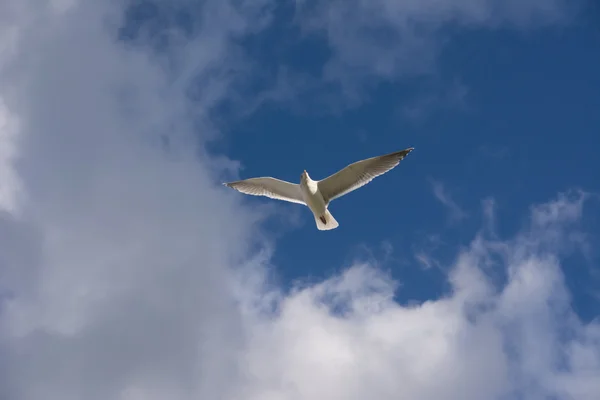 Чайки летят в голубом небе — стоковое фото