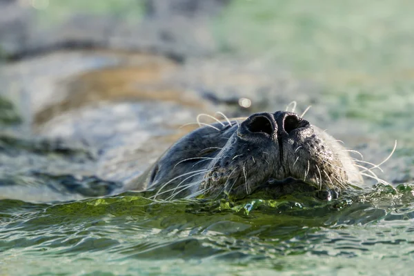 Fermer le phoque commun dans l'eau — Photo