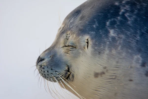 liman seal suya yakın çekim