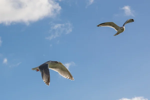 Meeuwen vliegen in de blauwe lucht — Stockfoto