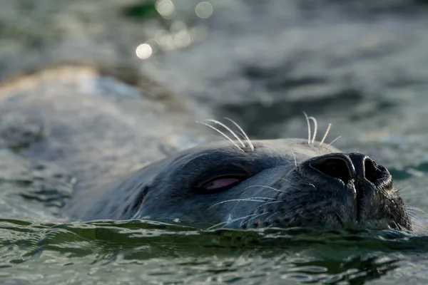 Close up of harbour seal in the water — Stock Photo, Image