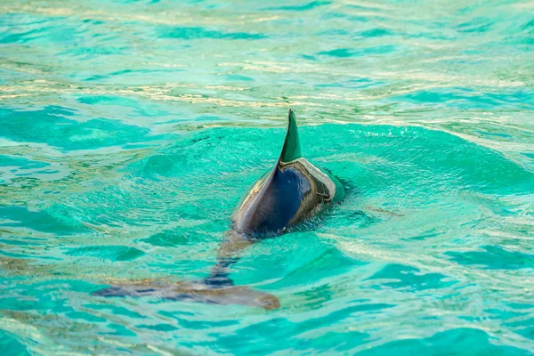 在动物园里的港湾海豚 图库图片