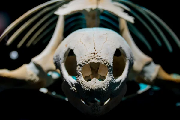 Närbild på en sköldpadda skelett Stockbild