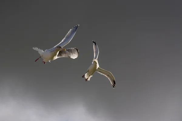 海鸥在空中飞翔 图库图片