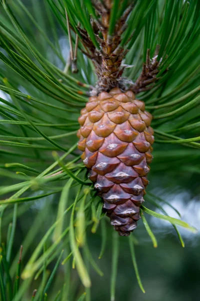 Cono de pino en rama de árbol — Foto de Stock