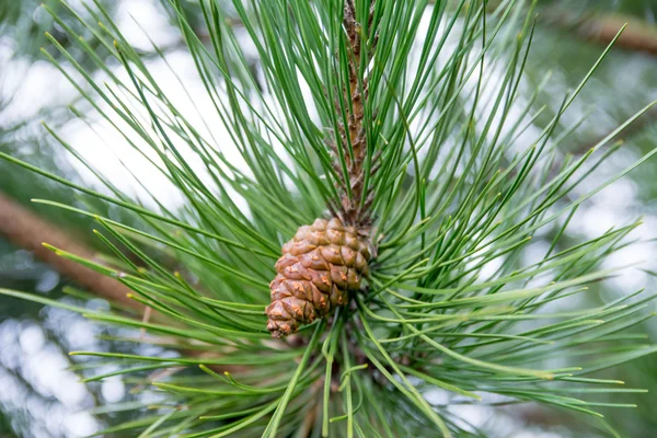 Pine cone on tree branch — Stock Photo, Image