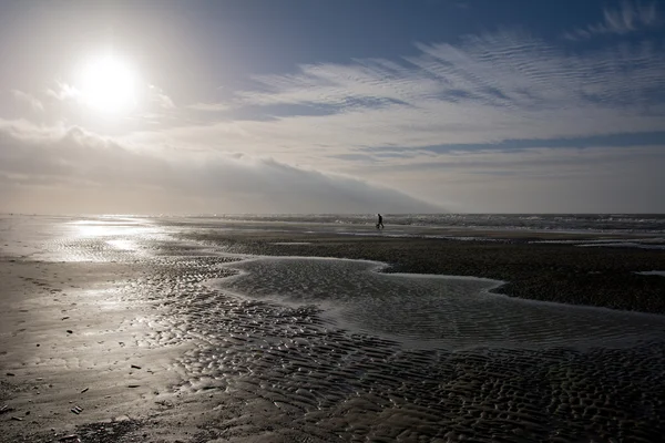 kişi yürüyen köpeği fırtınalı bir gün plajda