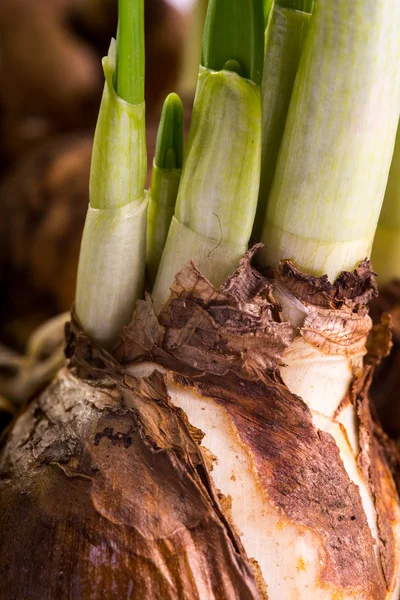 Close up daffodil bulbs — Stock Photo, Image