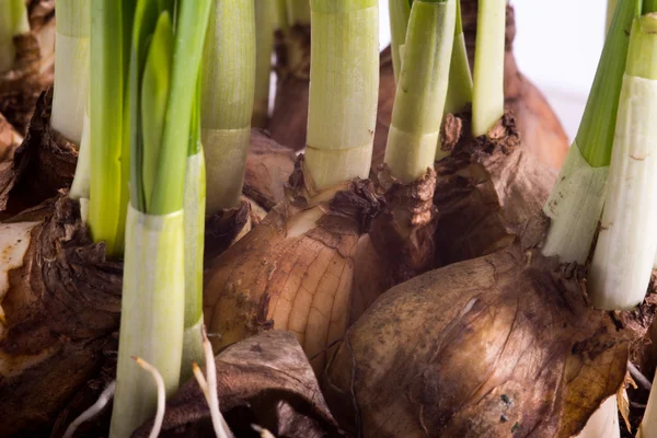 Nergis soğanları kapatmak