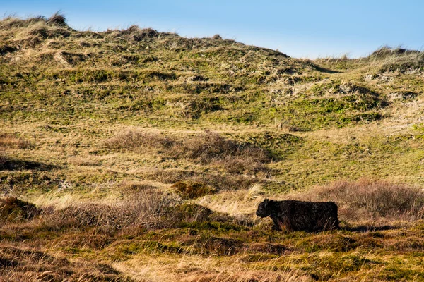 Wild cattle in the hills — Stock Photo, Image