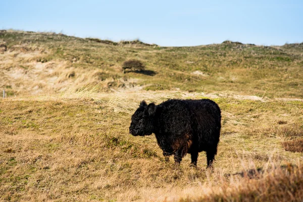 Bétail sauvage dans les collines — Photo